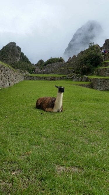 alpaka peru